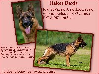 177118838828656800.jpg | Chovatelská stanice Daxis