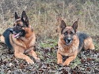 177118844462136600.jpg | Chovatelská stanice Daxis