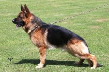 177118844766148300.jpg | Chovatelská stanice Daxis