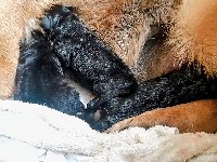 177204974512686300.jpg | Chovatelská stanice Daxis