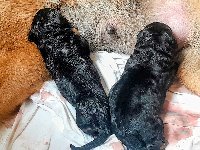 177204975280236900.jpg | Chovatelská stanice Daxis