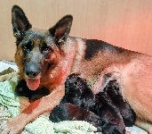 177204976763268000.jpg | Chovatelská stanice Daxis