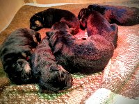 177204978354141200.jpg | Chovatelská stanice Daxis