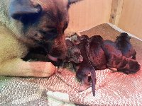 177204984717017700.jpg | Chovatelská stanice Daxis