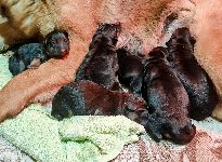 177204991352974200.jpg | Chovatelská stanice Daxis