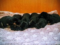 177230918313591800.jpg | Chovatelská stanice Daxis