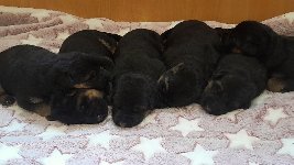 177230919137097900.jpg | Chovatelská stanice Daxis