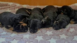 177230920149356600.jpg | Chovatelská stanice Daxis