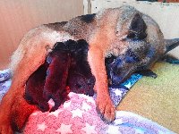 177230921165231200.jpg | Chovatelská stanice Daxis