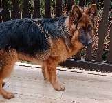 177230925339962000.jpg | Chovatelská stanice Daxis