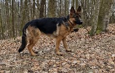 177230927524821900.jpg | Chovatelská stanice Daxis