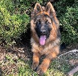 177230932981650200.jpg | Chovatelská stanice Daxis