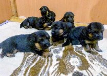 177308159565063200.jpg | Chovatelská stanice Daxis