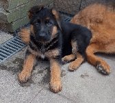 177688654166902800.jpg | Chovatelská stanice Daxis