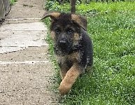 177688654700175500.jpeg | Chovatelská stanice Daxis