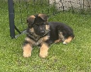 177688655079968500.jpeg | Chovatelská stanice Daxis