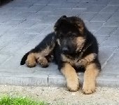 177688655577096900.jpeg | Chovatelská stanice Daxis