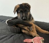 177714459578612700.jpeg | Chovatelská stanice Daxis