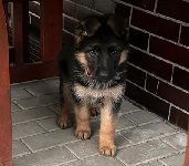 177714459796326000.jpeg | Chovatelská stanice Daxis