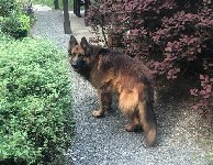 177973868318516600.jpg | Chovatelská stanice Daxis