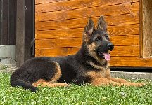 178181042064121900.jpeg | Chovatelská stanice Daxis