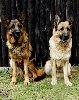 amatus-a-borgi85876.jpg | Chovatelská stanice Daxis