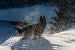 img_4890.jpg | Chovatelská stanice Daxis
