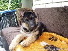 jazzy25.jpg | Chovatelská stanice Daxis